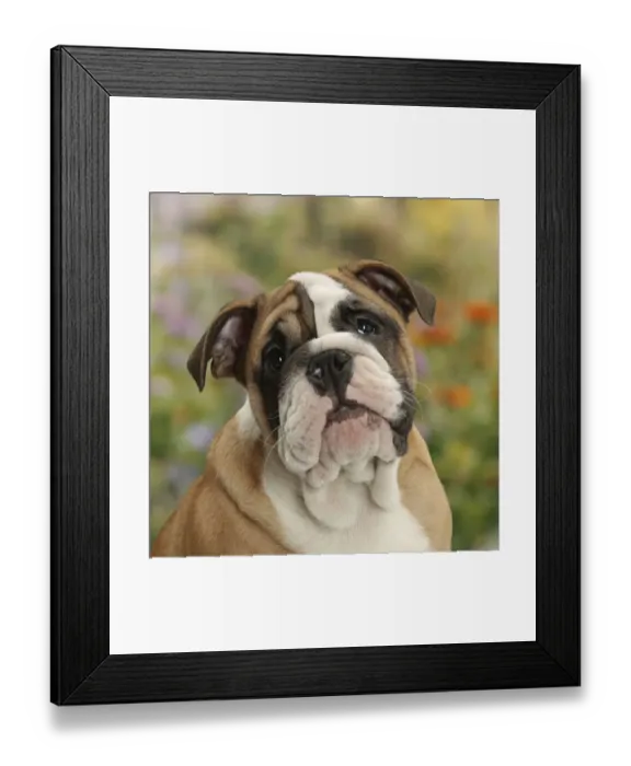 Framed Print : Bulldog puppy, 12 weeks, with background of flowers Framed Print : Bulldog puppy, 12 weeks, with background of flowers