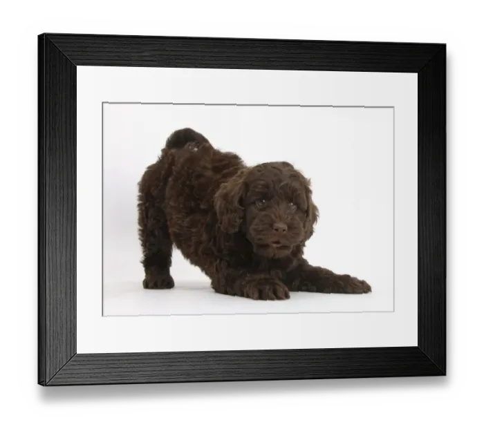 Framed Print : Cute chocolate Toy Goldendoodle puppy in play-bow Framed Print : Cute chocolate Toy Goldendoodle puppy in play-bow
