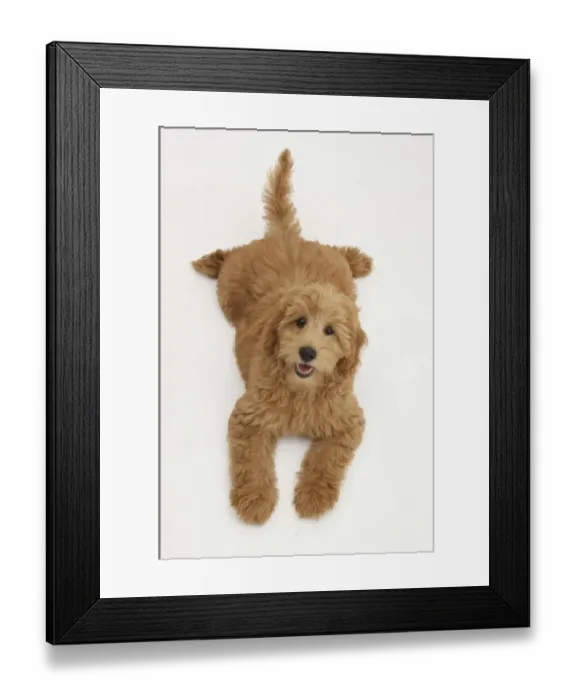 Framed Print : Cute red toy Goldendoodle puppy, Flicker, 12 weeks, lying sprawled out and looking up