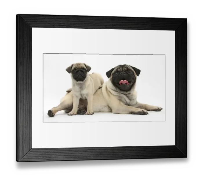 Framed Print : Fawn Pug dog and puppy, 8 weeks Framed Print : Fawn Pug dog and puppy, 8 weeks