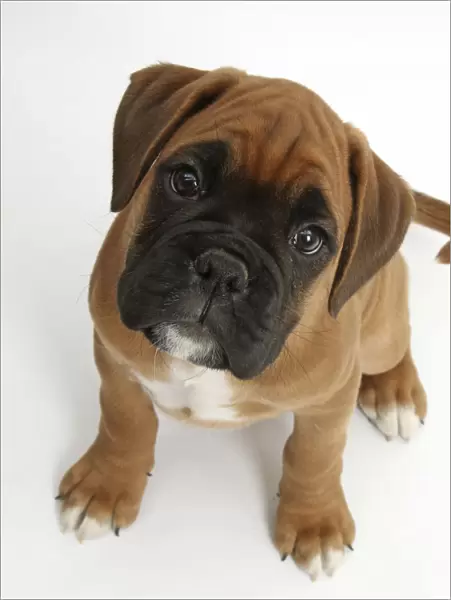Boxer puppy, Boris, 12 weeks, sitting and looking up, against white background