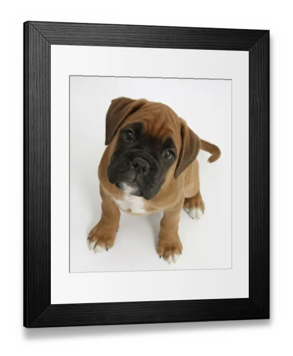 Framed Print : Boxer puppy, Boris, 12 weeks, sitting and looking up, against white background Framed Print : Boxer puppy, Boris, 12 weeks, sitting and looking up, against white background