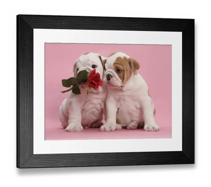 Framed Print : Bulldog puppies with red rose, on pink background Framed Print : Bulldog puppies with red rose, on pink background