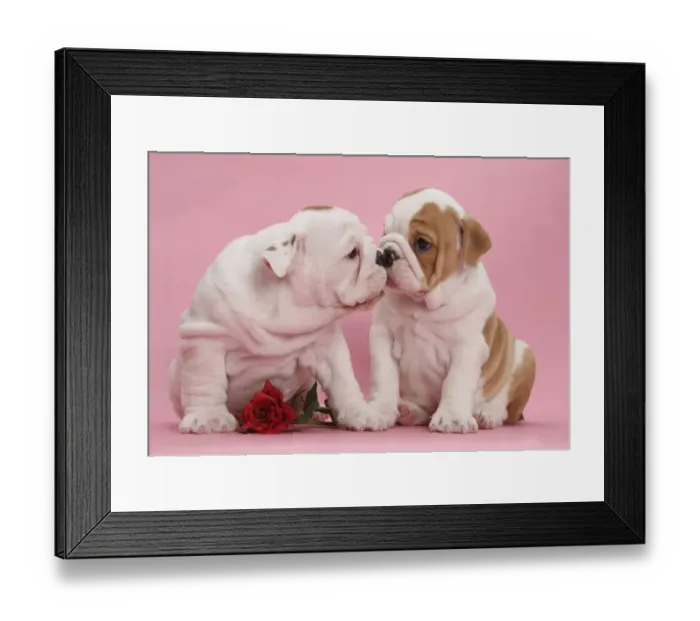 Framed Print : Bulldog puppies with red rose, kissing Framed Print : Bulldog puppies with red rose, kissing