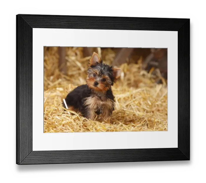 Framed Print : Yorkshire Terrier, puppy, age 11 weeks sitting in straw Framed Print : Yorkshire Terrier, puppy, age 11 weeks sitting in straw