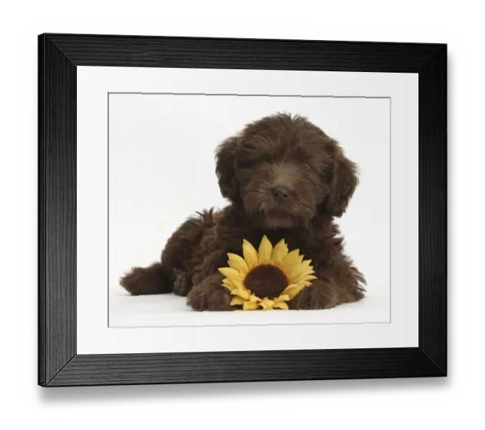 Framed Print : Chocolate Labradoodle puppy, 9 weeks, with sunflower, against white background Framed Print : Chocolate Labradoodle puppy, 9 weeks, with sunflower, against white background