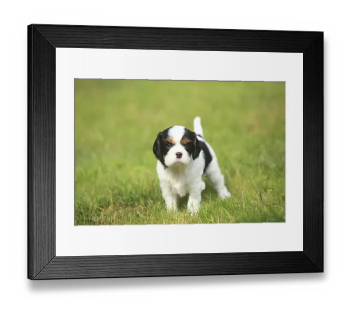 Framed Print : Cavalier King Charles Spaniel, puppy, tricolour, 5 weeks, standing on grass Framed Print : Cavalier King Charles Spaniel, puppy, tricolour, 5 weeks, standing on grass