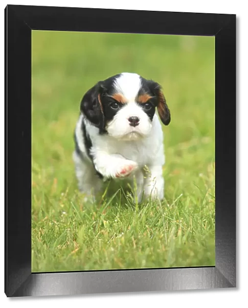 Cavalier King Charles Spaniel, puppy, tricolour, 5 weeks, running in grass