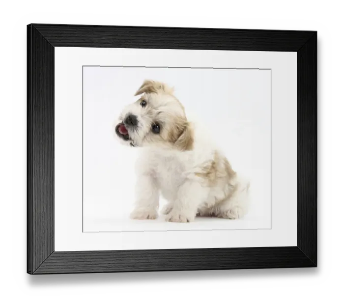Framed Print : Bichon Frise cross Yorkshire Terrier puppy, 6 weeks Framed Print : Bichon Frise cross Yorkshire Terrier puppy, 6 weeks