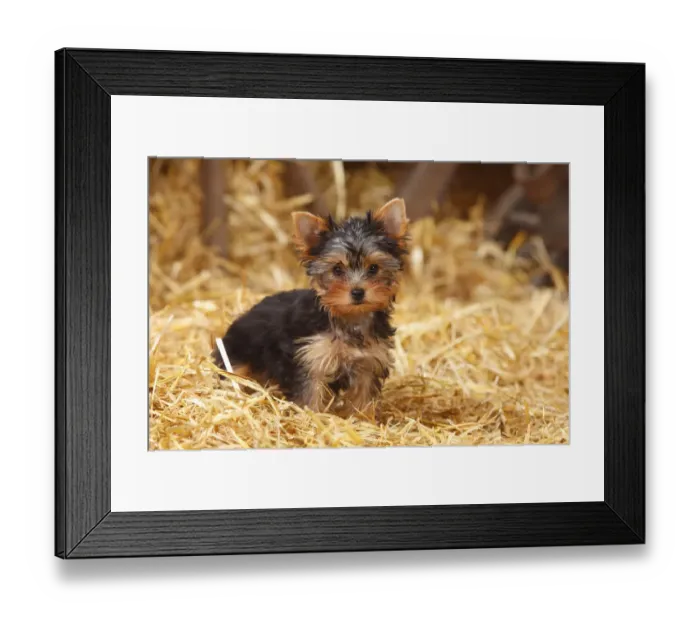 Framed Print : Yorkshire Terrier, puppy, age 11 weeks sitting in straw Framed Print : Yorkshire Terrier, puppy, age 11 weeks sitting in straw