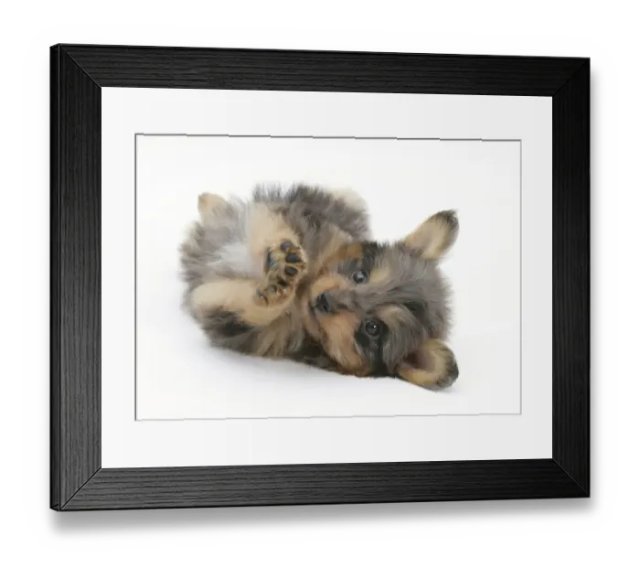 Framed Print : Shetland Sheepdog x Poodle Sheltidoodle puppy rolling onto back, age 7 weeks Framed Print : Shetland Sheepdog x Poodle Sheltidoodle puppy rolling onto back, age 7 weeks