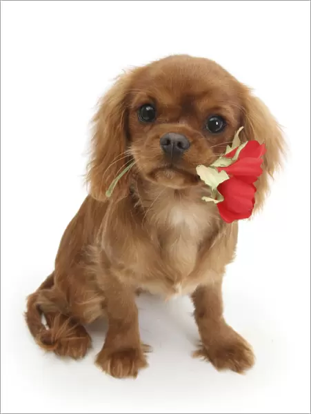Ruby Cavalier King Charles Spaniel pup, Flame, age 12 weeks hing a red rose