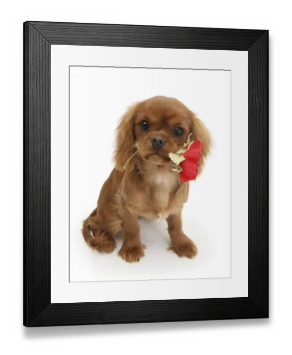 Framed Print : Ruby Cavalier King Charles Spaniel pup, Flame, age 12 weeks hing a red rose Framed Print : Ruby Cavalier King Charles Spaniel pup, Flame, age 12 weeks hing a red rose