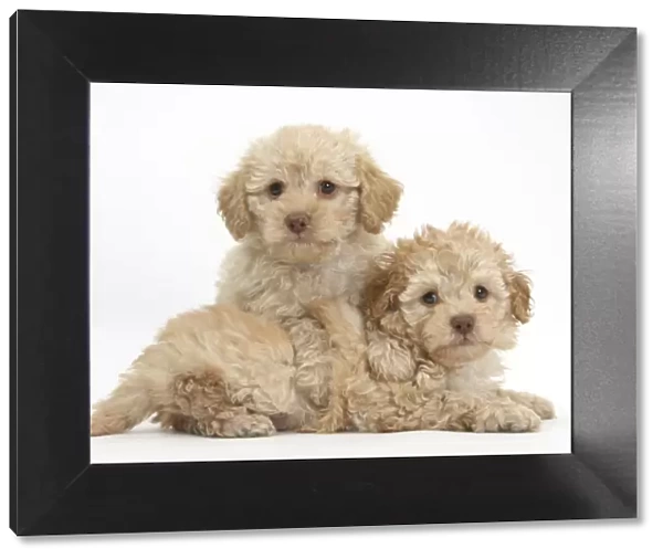 Two toy Labrador x Poodle Labradoodle puppies