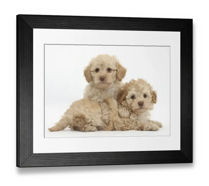 Framed Print : Two toy Labrador x Poodle Labradoodle puppies Framed Print : Two toy Labrador x Poodle Labradoodle puppies
