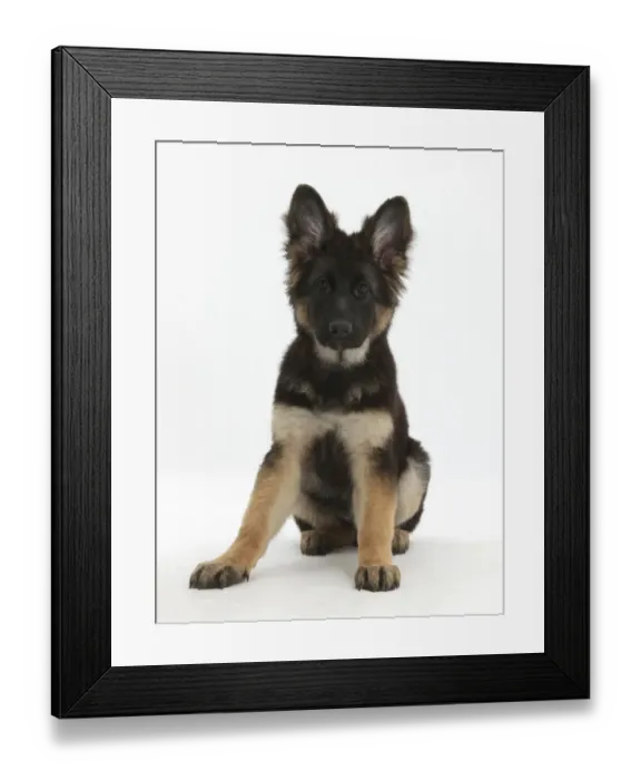 Framed Print : German Shepherd Dog bitch puppy age 14 weeks Framed Print : German Shepherd Dog bitch puppy age 14 weeks