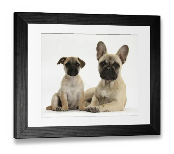 Framed Print : Pug x Jack Russell Terrier Jug puppy, age 9 weeks, and French Bulldog Framed Print : Pug x Jack Russell Terrier Jug puppy, age 9 weeks, and French Bulldog