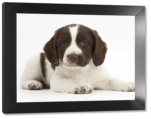 Working English Springer Spaniel puppy, age 6 weeks, lying with head up