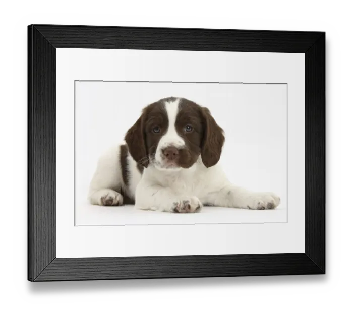 Framed Print : Working English Springer Spaniel puppy, age 6 weeks, lying with head up Framed Print : Working English Springer Spaniel puppy, age 6 weeks, lying with head up