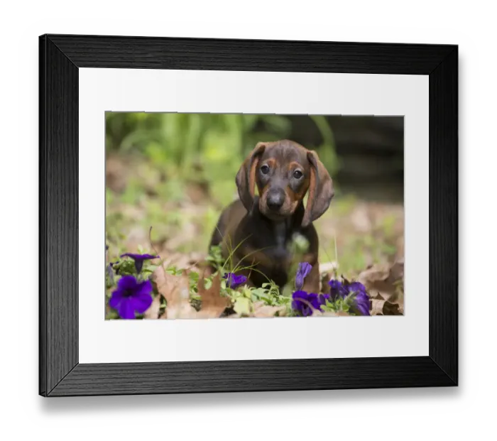 Framed Print : Standard Dachshund puppy among flowers, Putnam, Connecticut, USA Framed Print : Standard Dachshund puppy among flowers, Putnam, Connecticut, USA