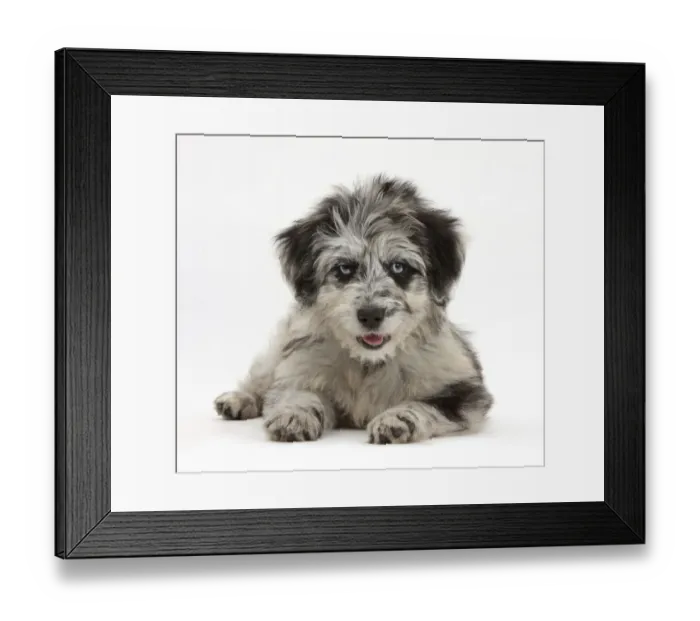 Framed Print : Blue merle Collie and Poodle Cadoodle puppy Framed Print : Blue merle Collie and Poodle Cadoodle puppy
