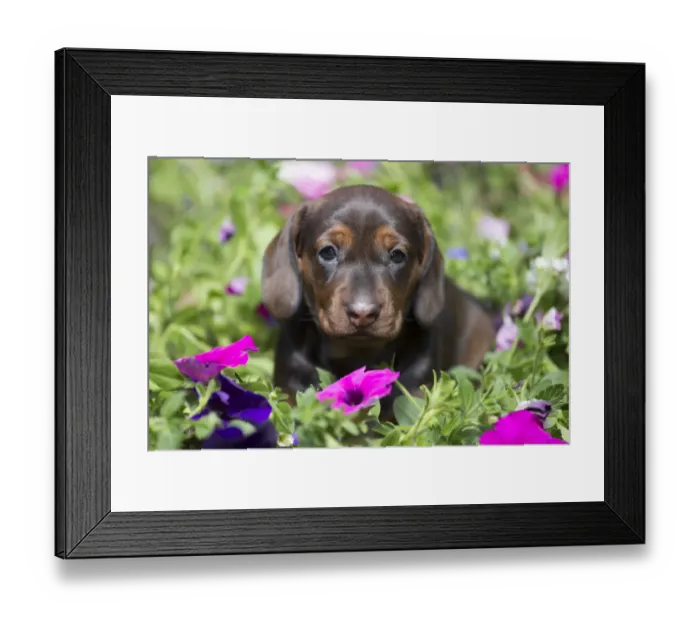 Framed Print : Standard Dachshund puppy ingarden flowers, Monroe, Connecticut, USA Framed Print : Standard Dachshund puppy ingarden flowers, Monroe, Connecticut, USA