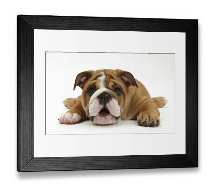 Framed Print : Bulldog pup, age 11 weeks, lying with chin on the floor Framed Print : Bulldog pup, age 11 weeks, lying with chin on the floor