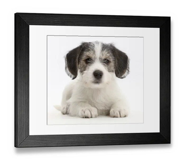 Framed Print : Jack Russell x Bichon puppy Framed Print : Jack Russell x Bichon puppy