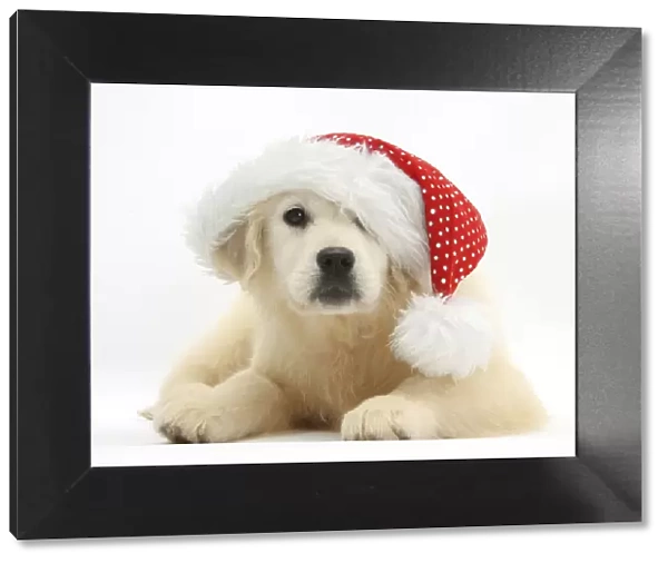Yellow Labrador retriever pup, Daisy, age 16 weeks, wearing a Father Christmas hat