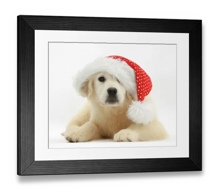Framed Print : Yellow Labrador retriever pup, Daisy, age 16 weeks, wearing a Father Christmas hat Framed Print : Yellow Labrador retriever pup, Daisy, age 16 weeks, wearing a Father Christmas hat