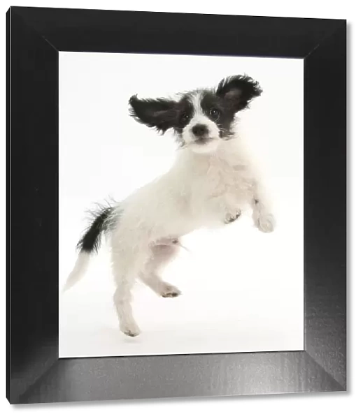 Black and white Jack-a-poo, Jack Russell cross Poodle, pup, 8 weeks old, jumping up