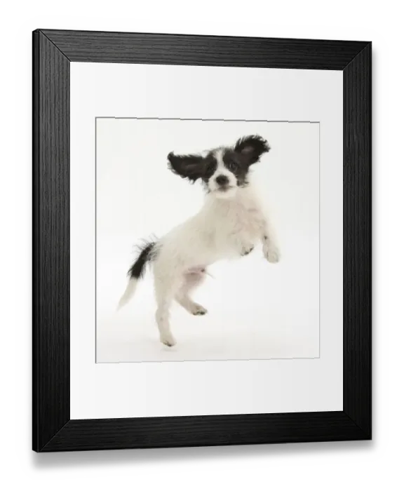 Framed Print : Black and white Jack-a-poo, Jack Russell cross Poodle, pup, 8 weeks old, jumping up Framed Print : Black and white Jack-a-poo, Jack Russell cross Poodle, pup, 8 weeks old, jumping up