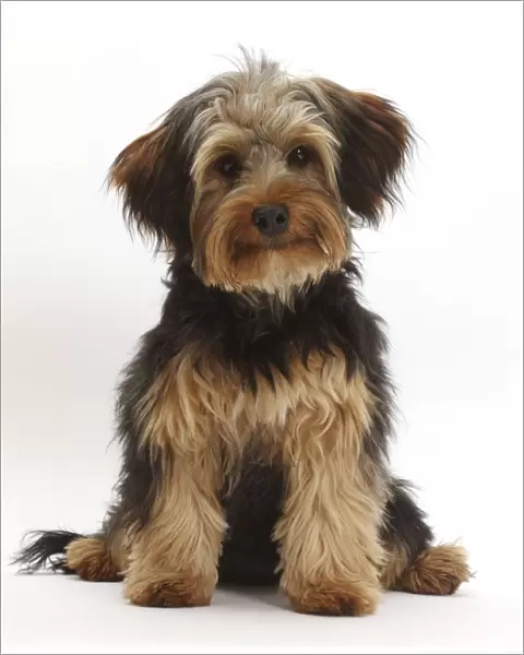 RF- Yorkipoo dog, Yorkshire terrier cross Poodle, Oscar, age 6 months