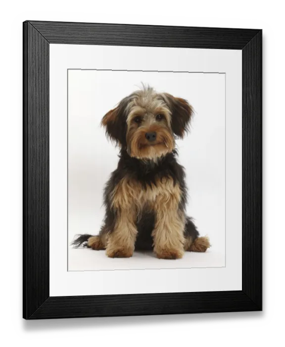 Framed Print : RF- Yorkipoo dog, Yorkshire terrier cross Poodle, Oscar, age 6 months Framed Print : RF- Yorkipoo dog, Yorkshire terrier cross Poodle, Oscar, age 6 months