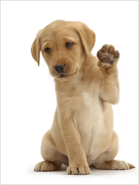 Yellow Labrador Retriever puppy, 8 weeks old, sitting with raised paw