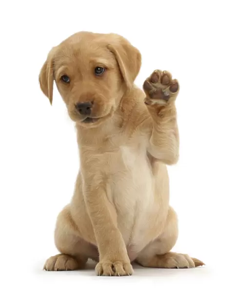 Yellow Labrador Retriever puppy, 8 weeks old, sitting with raised paw