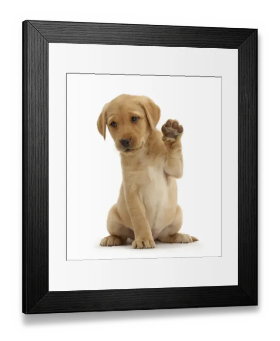 Framed Print : Yellow Labrador Retriever puppy, 8 weeks old, sitting with raised paw Framed Print : Yellow Labrador Retriever puppy, 8 weeks old, sitting with raised paw
