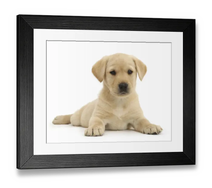 Framed Print : Yellow Labrador Retriever puppy, age 9 weeks, lying with head up Framed Print : Yellow Labrador Retriever puppy, age 9 weeks, lying with head up