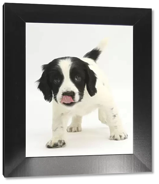 Black-and-white Springer Spaniel puppy, age 6 weeks