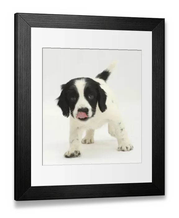 Framed Print : Black-and-white Springer Spaniel puppy, age 6 weeks Framed Print : Black-and-white Springer Spaniel puppy, age 6 weeks