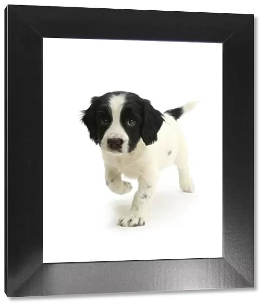 Black-and-white Springer Spaniel puppy, age 6 weeks