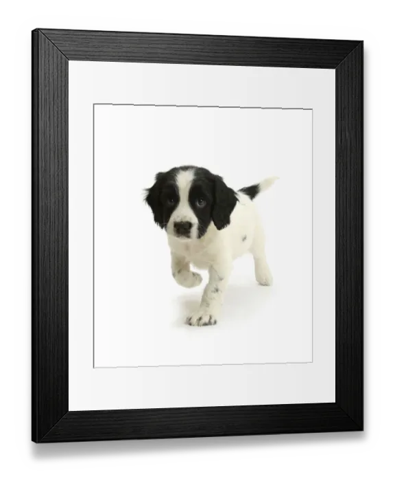 Framed Print : Black-and-white Springer Spaniel puppy, age 6 weeks Framed Print : Black-and-white Springer Spaniel puppy, age 6 weeks