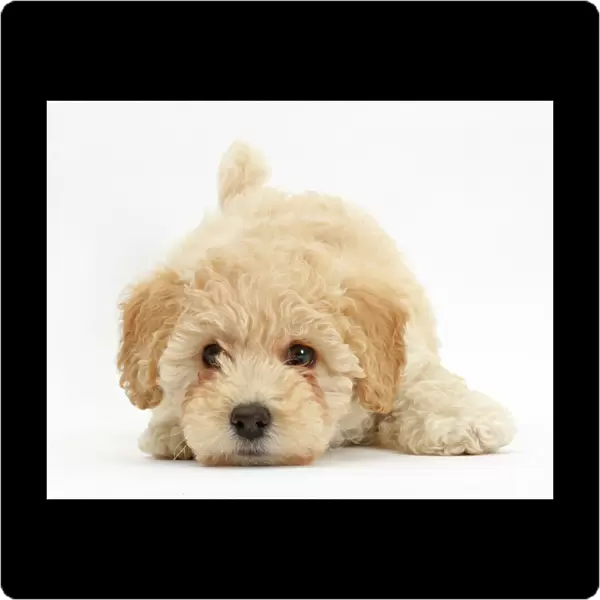 Poochon puppy, Bichon Frise cross Poodle, age 6 weeks