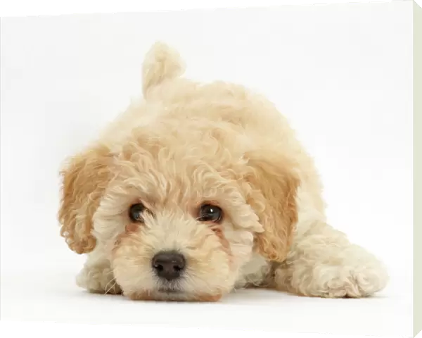 Poochon puppy, Bichon Frise cross Poodle, age 6 weeks