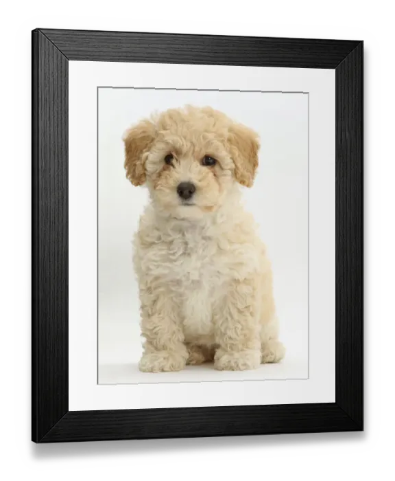 Framed Print : Poochon puppy, Bichon Frise cross Poodle, age 6 weeks Framed Print : Poochon puppy, Bichon Frise cross Poodle, age 6 weeks