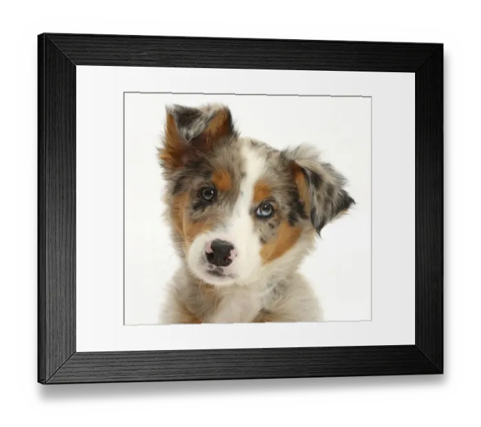 Framed Print : Tricolour merle Collie puppy, Indie, age 10 weeks Framed Print : Tricolour merle Collie puppy, Indie, age 10 weeks