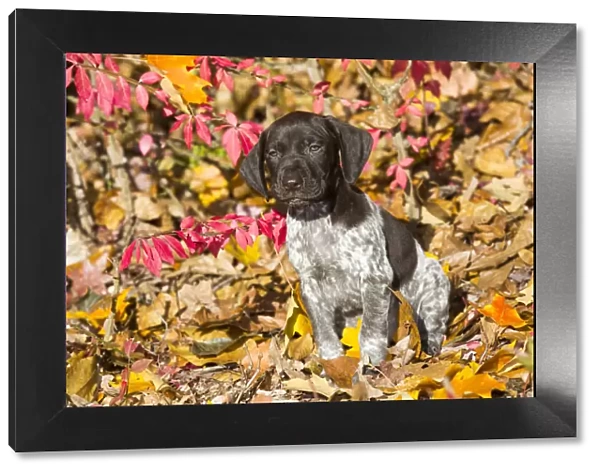RF - Portrait of domestic German shorthaired pointer pup in autumn. Pomfret, Connecticut, USA