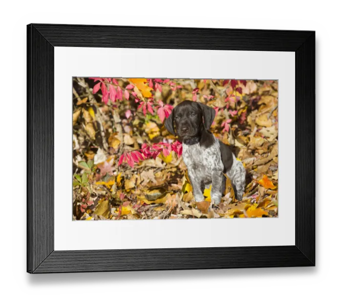 Framed Print : RF - Portrait of domestic German shorthaired pointer pup in autumn. Pomfret, Connecticut, USA Framed Print : RF - Portrait of domestic German shorthaired pointer pup in autumn. Pomfret, Connecticut, USA