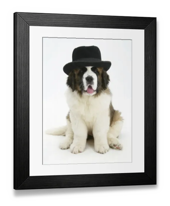 Framed Print : Saint Bernard puppy, wearing a black hat Framed Print : Saint Bernard puppy, wearing a black hat