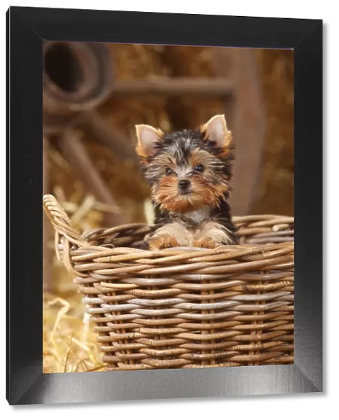 Yorkshire Terrier, puppy age 11 weeks, looking out of basket